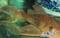 清道夫鱼吃什么食物？
