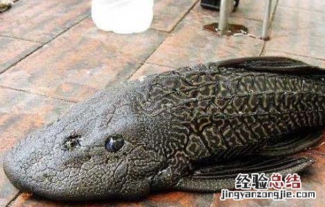 清道夫鱼吃什么食物？
