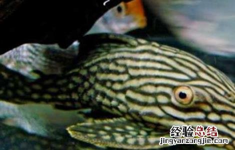 清道夫鱼吃什么食物？
