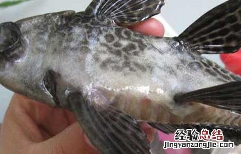 清道夫鱼吃什么食物？