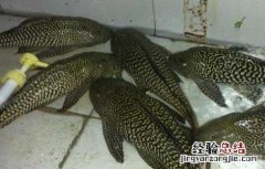 清道夫鱼和什么混养 清道夫鱼和什么混养好看