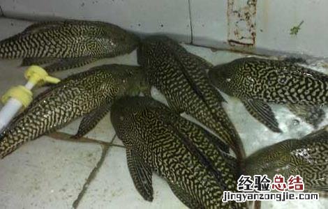 清道夫鱼和什么混养 清道夫鱼和什么混养好看