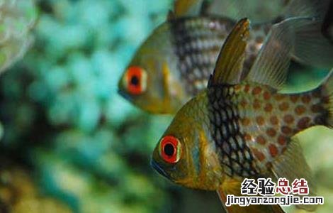 清道夫鱼和什么混养 清道夫鱼和什么混养好看