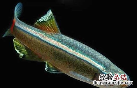 清道夫鱼和什么混养 清道夫鱼和什么混养好看