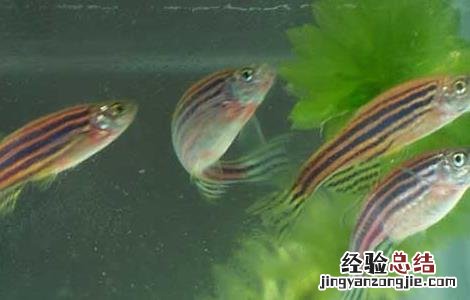 清道夫鱼和什么混养 清道夫鱼和什么混养好看