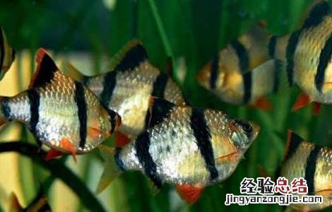 清道夫鱼和什么混养 清道夫鱼和什么混养好看