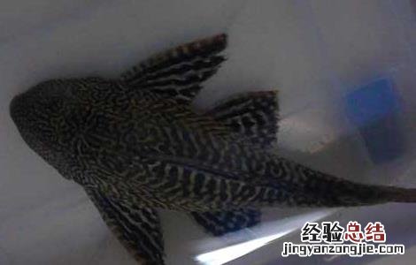 清道夫鱼怎么饲养和喂食 清道夫鱼怎么饲养