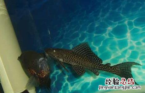 清道夫鱼怎么饲养和喂食 清道夫鱼怎么饲养