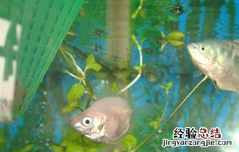 接吻鱼的生活习性 接吻鱼特点