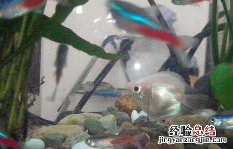 接吻鱼的生活习性 接吻鱼特点