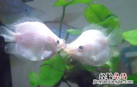 接吻鱼的生活习性 接吻鱼特点
