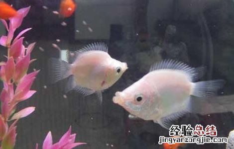 接吻鱼为什么不接吻 接吻鱼为什么不接吻?
