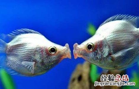 接吻鱼能长多大 接吻鱼能长多大?