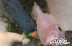 接吻鱼能长多大 接吻鱼能长多大?