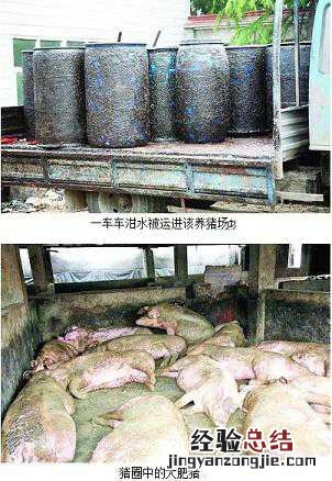 三百多头“泔水猪”秘密养殖 养200头猪