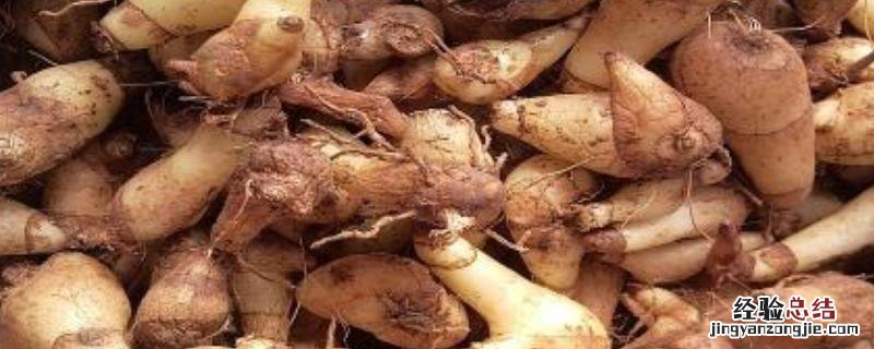 白芨一亩能产多少公斤,种植时间和收获时间分别是什么时候