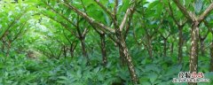 珠芽魔芋种植技术，种植海拔要求多少？亩需种子多少