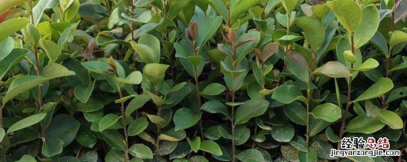 油茶种植管理技术，树苗什么时候种植好