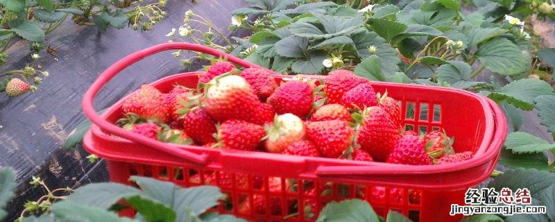 草莓铺地膜后怎么施肥 草莓铺地膜有什么技巧,用几丝的好