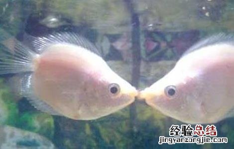 接吻鱼好不好养殖呢 接吻鱼好不好养殖