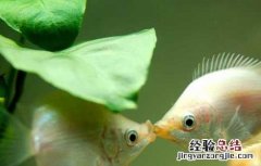 接吻鱼好不好养殖呢 接吻鱼好不好养殖