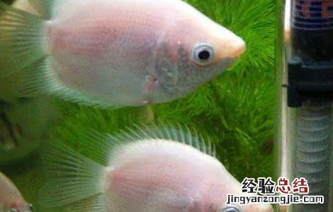接吻鱼好不好养殖呢 接吻鱼好不好养殖