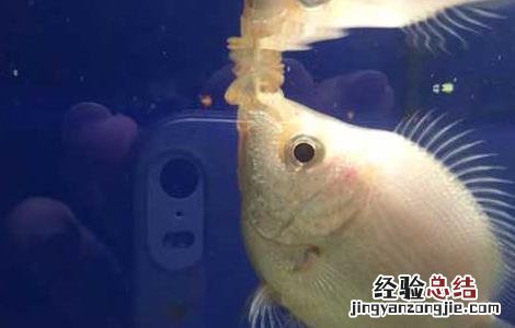 接吻鱼好不好养殖呢 接吻鱼好不好养殖