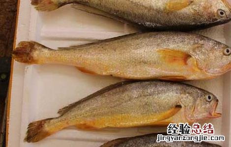 黄花鱼是海鱼吗 养殖的黄花鱼是海鱼吗