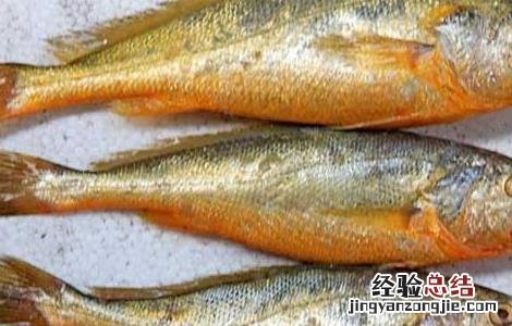 黄花鱼是海鱼吗 养殖的黄花鱼是海鱼吗