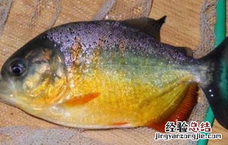 虎鱼寿命有多长 虎鱼寿命有多长?