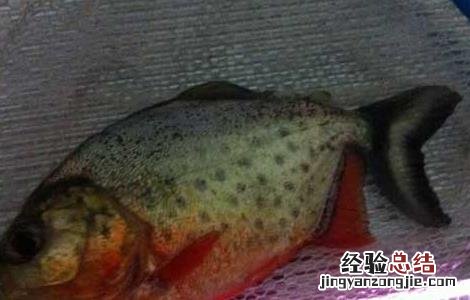 虎鱼寿命有多长 虎鱼寿命有多长?