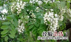 槐树枝熬水功效与作用 槐树枝熬水功效与作用是什么呢