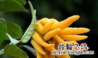 佛手的功效与作用吃法 佛手瓜的功效与作用吃法大全