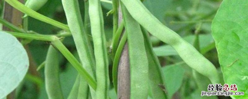 四季豆病害诊断图片疾病名称，如何防治