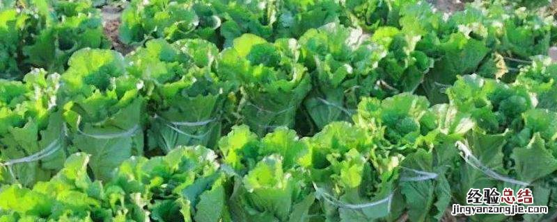 一亩地白菜产量多少斤,施什么肥料长得快