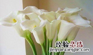马蹄莲的来历 马蹄莲的传说