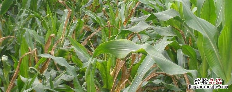 玉米穗腐病是什么原因造成的，如何有效防治