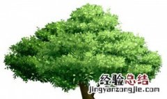 梦见女人抬大树 梦见女人抬大树什么预兆