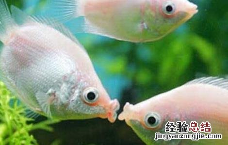 接吻鱼为什么接吻 为什么叫接吻鱼