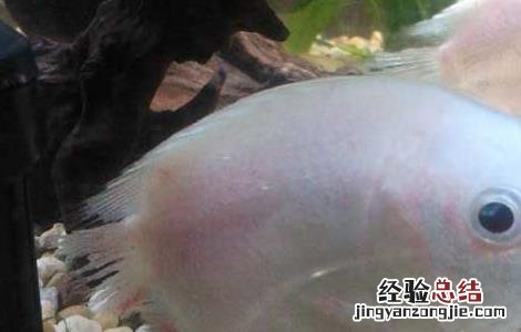接吻鱼为什么接吻 为什么叫接吻鱼