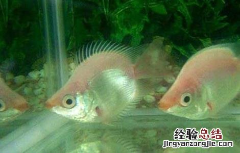 接吻鱼为什么接吻 为什么叫接吻鱼