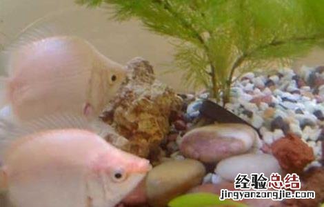 接吻鱼为什么接吻 为什么叫接吻鱼