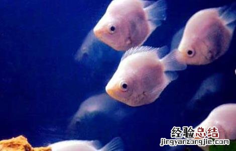接吻鱼的寿命有多长 接吻鱼寿命有多长