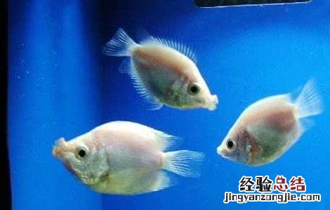 接吻鱼的寿命有多长 接吻鱼寿命有多长