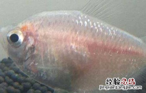 接吻鱼的寿命有多长 接吻鱼寿命有多长