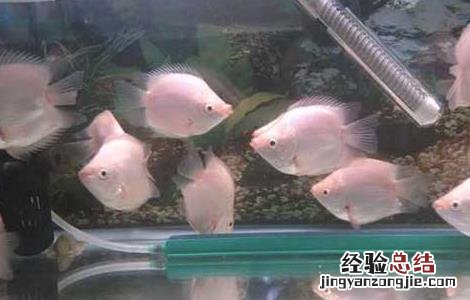 接吻鱼的寿命有多长 接吻鱼寿命有多长