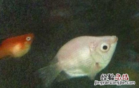 接吻鱼的寿命有多长 接吻鱼寿命有多长