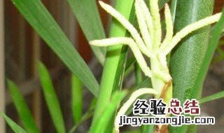 竹花的功效与作用及禁忌是什么 竹花的功效与作用及禁忌