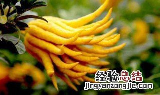 水果佛手柑可直接吃吗 水果佛手柑可直接吃吗