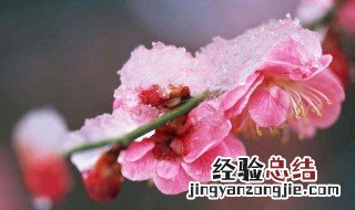 梦见捡梅子 梦见捡掉落的梅花
